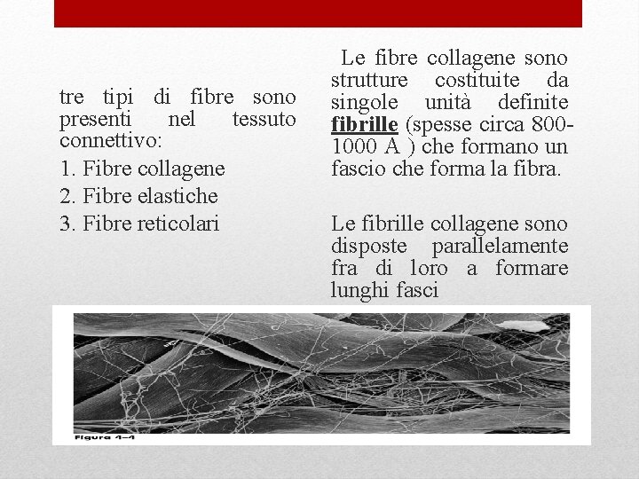 tre tipi di fibre sono presenti nel tessuto connettivo: 1. Fibre collagene 2. Fibre