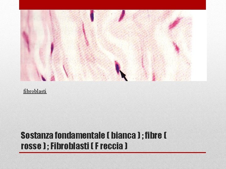 fibroblasti Sostanza fondamentale ( bianca ) ; fibre ( rosse ) ; Fibroblasti (