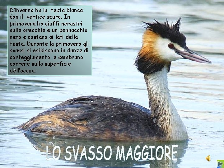D’inverno ha la testa bianca con il vertice scuro. In primavera ha ciuffi nerastri