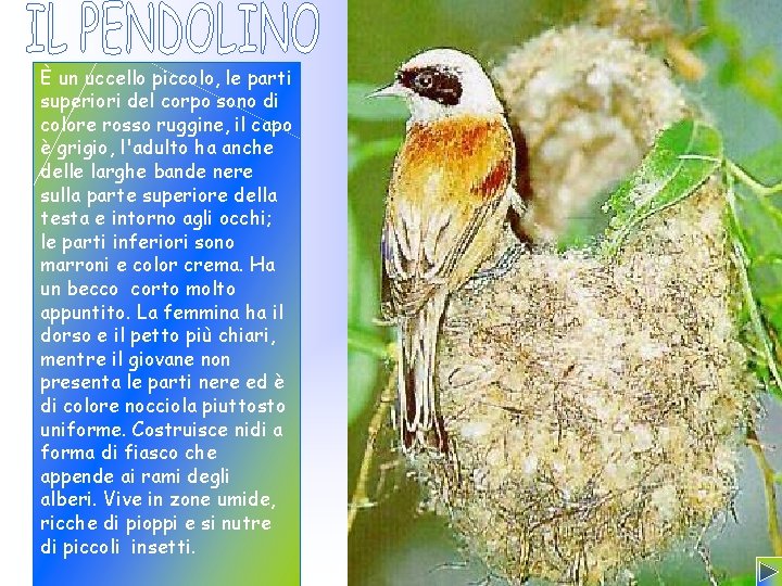 È un uccello piccolo, le parti superiori del corpo sono di colore rosso ruggine,