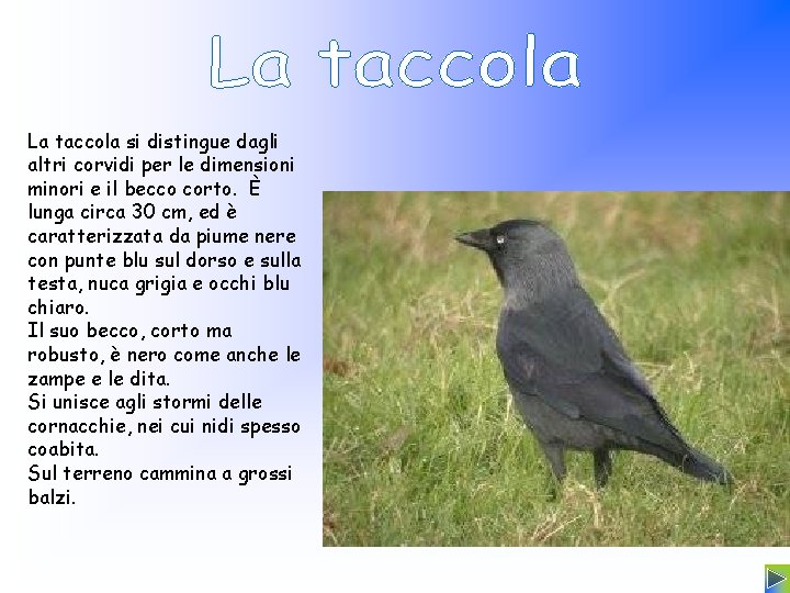 La taccola si distingue dagli altri corvidi per le dimensioni minori e il becco