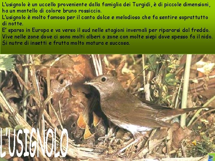 L’usignolo è un uccello proveniente dalla famiglia dei Turgidi, è di piccole dimensioni, ha