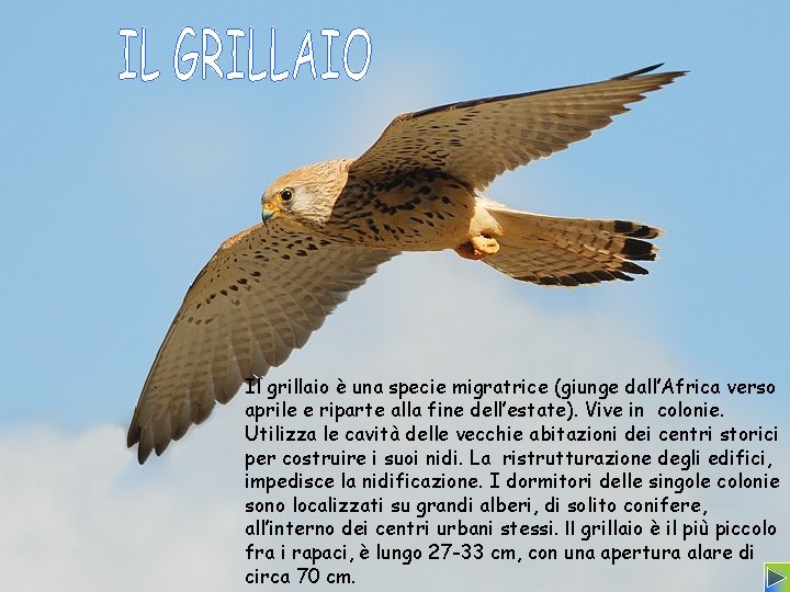 Il grillaio è una specie migratrice (giunge dall’Africa verso aprile e riparte alla fine