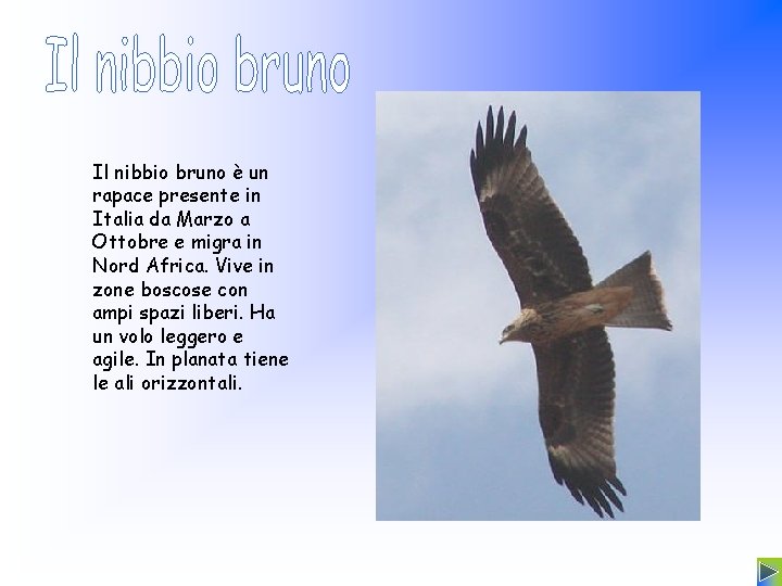 Il nibbio bruno è un rapace presente in Italia da Marzo a Ottobre e
