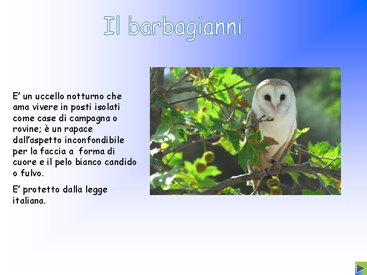 E’ un uccello notturno che ama vivere in posti isolati come case di campagna