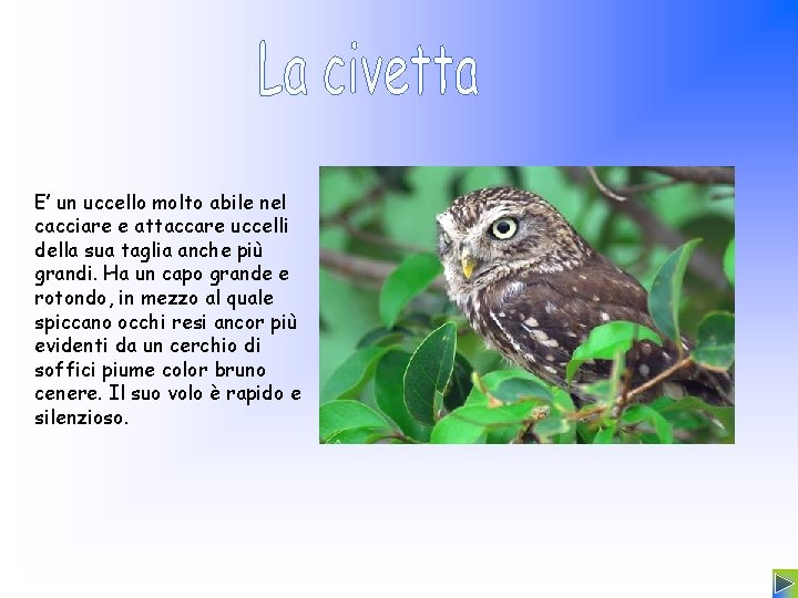 E’ un uccello molto abile nel cacciare e attaccare uccelli della sua taglia anche