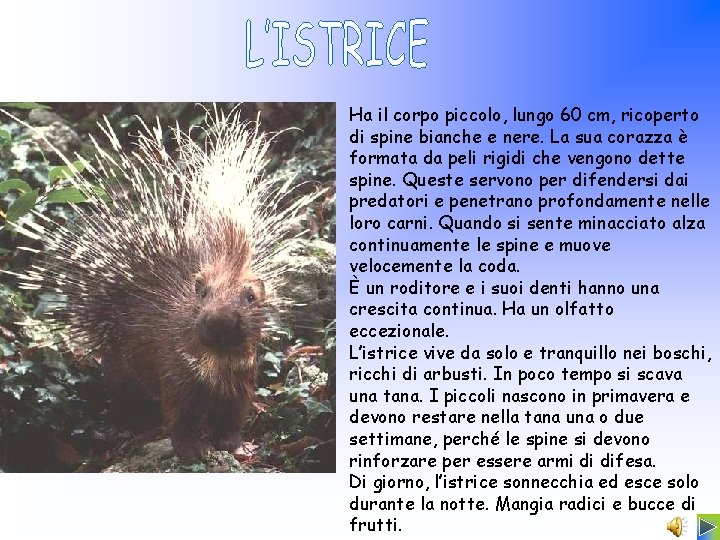 Ha il corpo piccolo, lungo 60 cm, ricoperto di spine bianche e nere. La