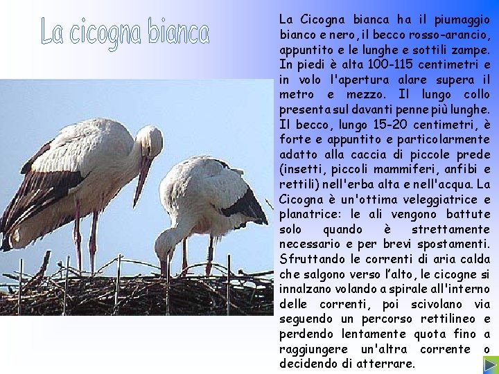 La Cicogna bianca ha il piumaggio bianco e nero, il becco rosso-arancio, appuntito e