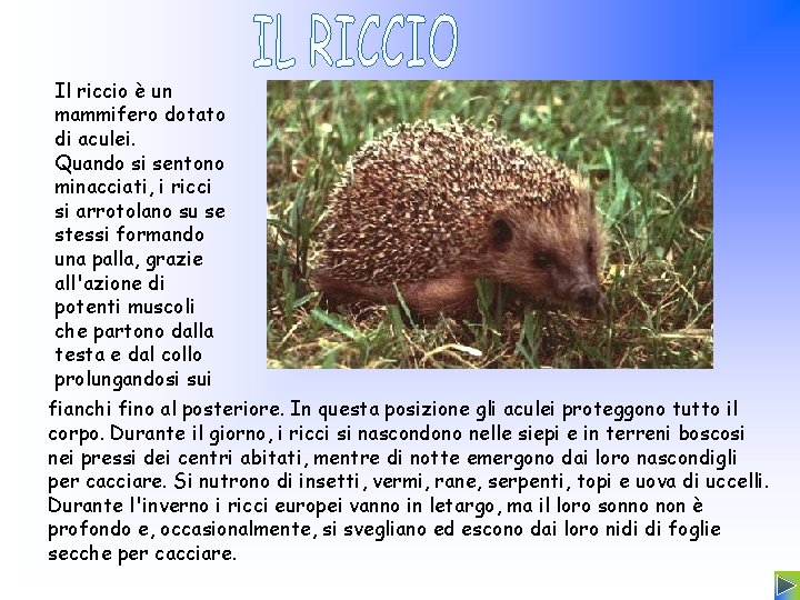 Il riccio è un mammifero dotato di aculei. Quando si sentono minacciati, i ricci