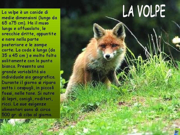 La volpe è un canide di medie dimensioni (lungo da 65 a 75 cm).