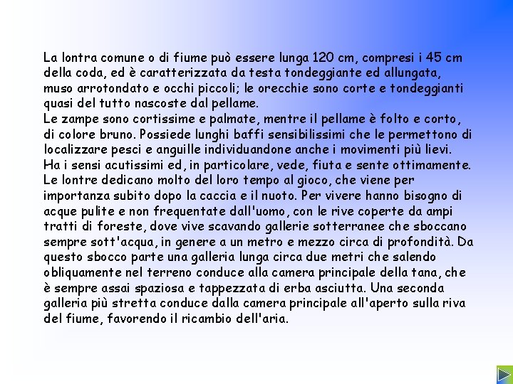 La lontra comune o di fiume può essere lunga 120 cm, compresi i 45