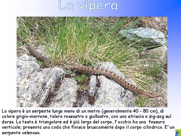 La vipera è un serpente lungo meno di un metro (generalmente 40 - 80