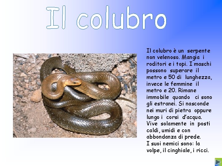 Il colubro è un serpente non velenoso. Mangia i roditori e i topi. I