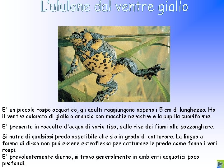 E' un piccolo rospo acquatico, gli adulti raggiungono appena i 5 cm di lunghezza.