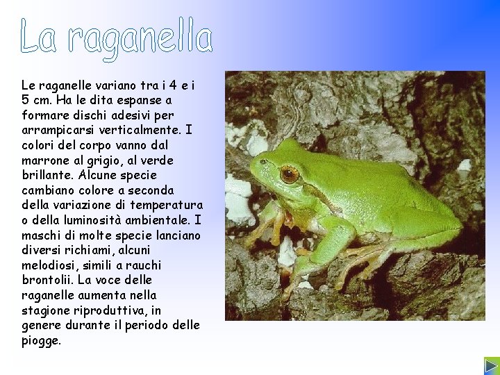 Le raganelle variano tra i 4 e i 5 cm. Ha le dita espanse