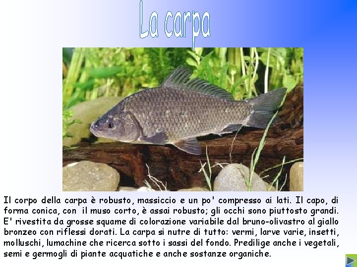 Il corpo della carpa è robusto, massiccio e un po' compresso ai lati. Il