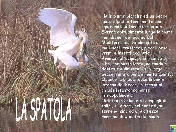 Ha le piume bianche ed un becco lungo e piatto terminante con l’estremità a