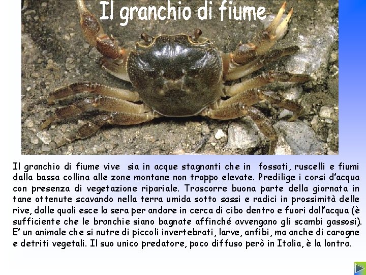 Il granchio di fiume vive sia in acque stagnanti che in fossati, ruscelli e