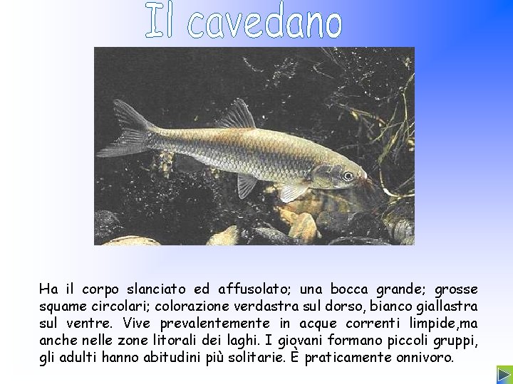 Ha il corpo slanciato ed affusolato; una bocca grande; grosse squame circolari; colorazione verdastra