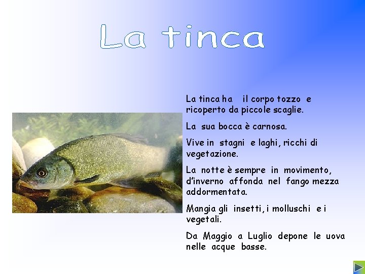La tinca ha il corpo tozzo e ricoperto da piccole scaglie. La sua bocca