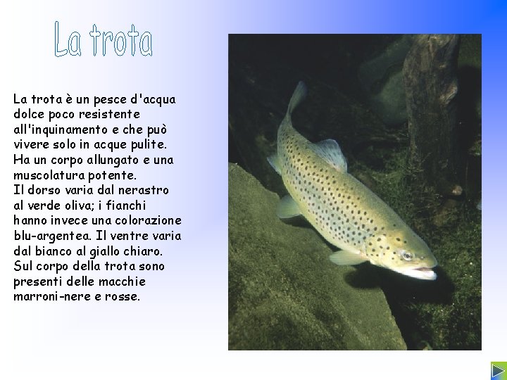 La trota è un pesce d'acqua dolce poco resistente all'inquinamento e che può vivere