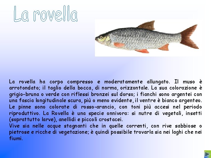La rovella ha corpo compresso e moderatamente allungato. Il muso è arrotondato; il taglio