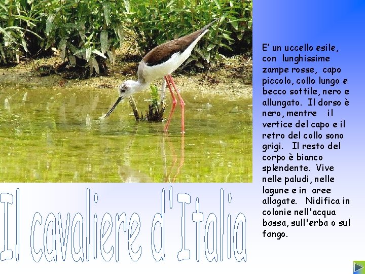 E’ un uccello esile, con lunghissime zampe rosse, capo piccolo, collo lungo e becco