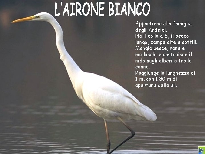 Appartiene alla famiglia degli Ardeidi. Ha il collo a S, il becco lungo, zampe