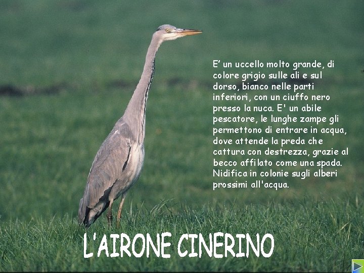 E’ un uccello molto grande, di colore grigio sulle ali e sul dorso, bianco