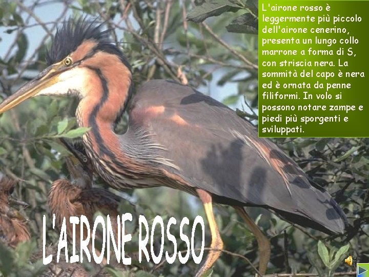 L'airone rosso è leggermente più piccolo dell'airone cenerino, presenta un lungo collo marrone a