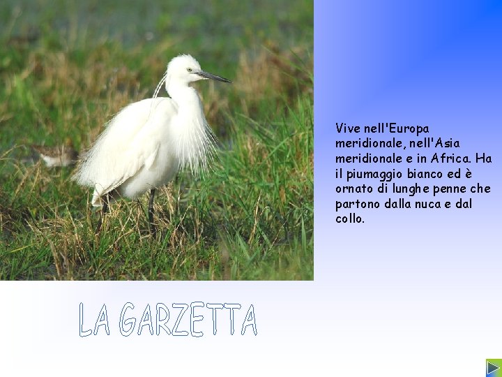 Vive nell'Europa meridionale, nell'Asia meridionale e in Africa. Ha il piumaggio bianco ed è