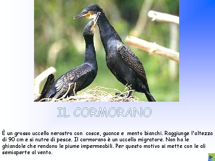 È un grosso uccello nerastro con cosce, guance e mento bianchi. Raggiunge l'altezza di