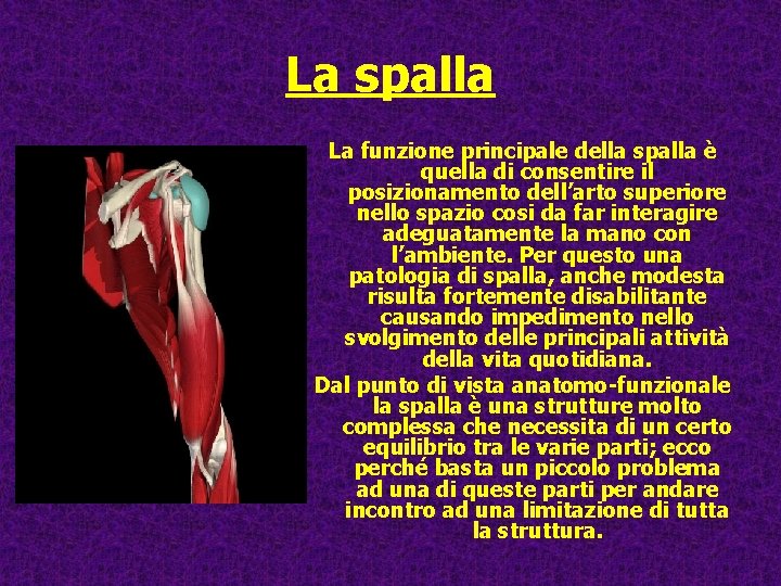 La spalla La funzione principale della spalla è quella di consentire il posizionamento dell’arto La spalla La funzione principale della spalla è quella di consentire il posizionamento dell’arto