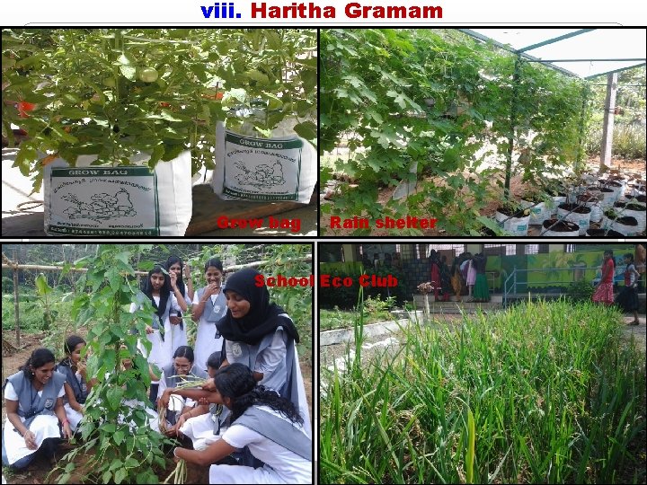 viii. Haritha Gramam Grow bag Rain shelter School Eco Club viii. Haritha Gramam Grow bag Rain shelter School Eco Club