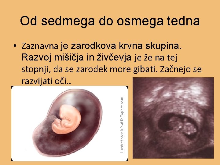 Od sedmega do osmega tedna • Zaznavna je zarodkova krvna skupina. Razvoj mišičja in