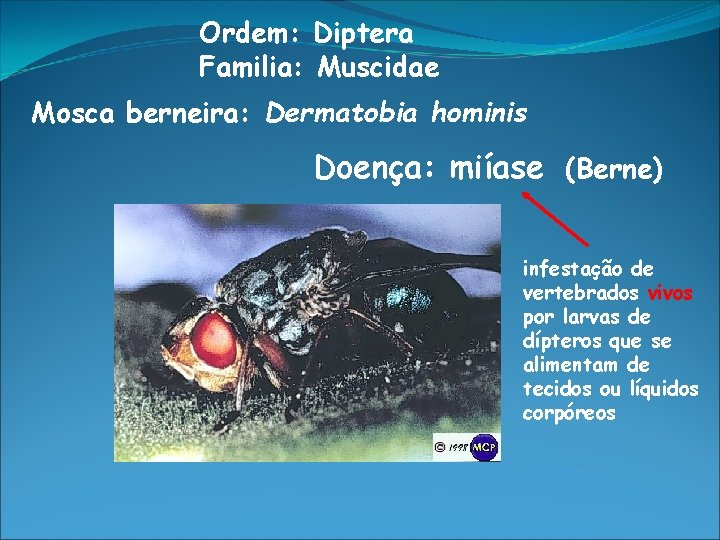 Ordem: Diptera Familia: Muscidae Mosca berneira: Dermatobia hominis Doença: miíase (Berne) infestação de vertebrados