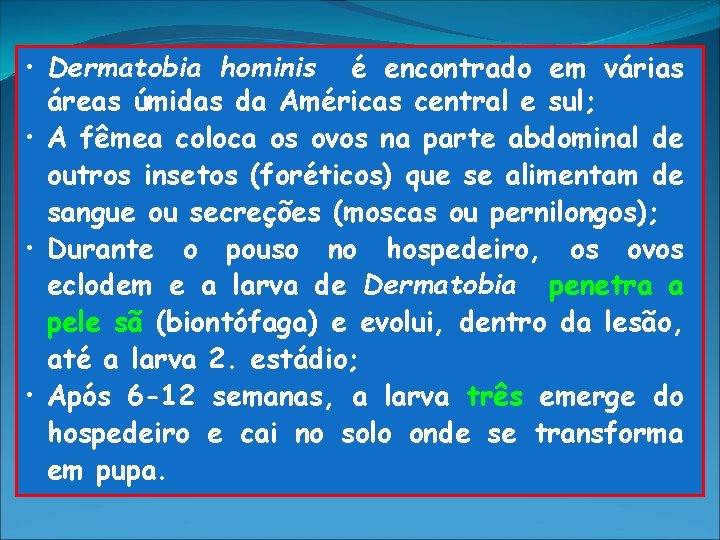  • Dermatobia hominis é encontrado em várias áreas úmidas da Américas central e