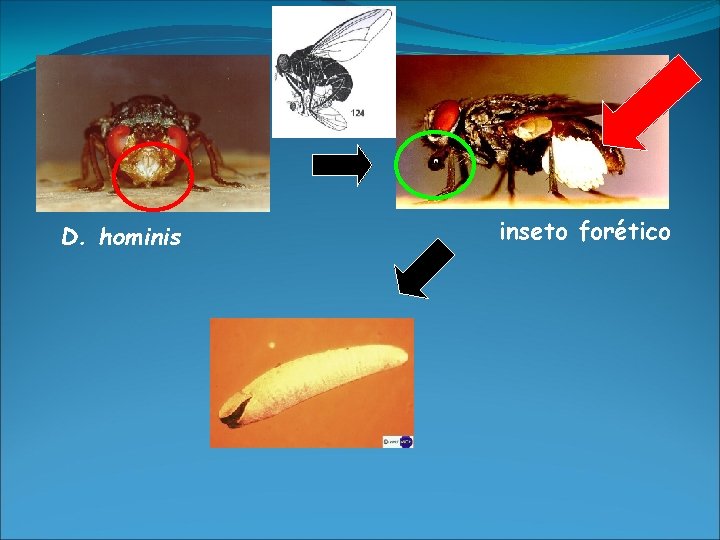 D. hominis inseto forético 