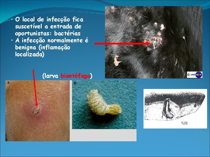  • O local de infecção fica suscetível a entrada de oportunistas: bactérias •