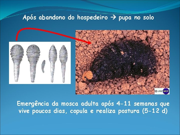 Após abandono do hospedeiro pupa no solo Emergência da mosca adulta após 4 -11