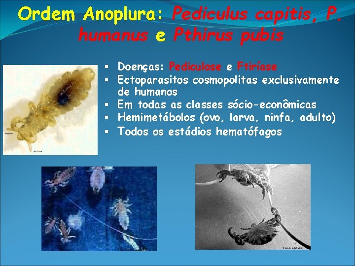 Ordem Anoplura: Pediculus capitis, P. humanus e Pthirus pubis § Doenças: Pediculose e Ftiríase