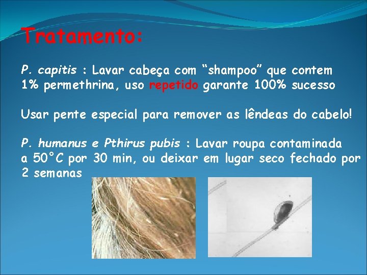 Tratamento: P. capitis : Lavar cabeça com “shampoo” que contem 1% permethrina, uso repetido