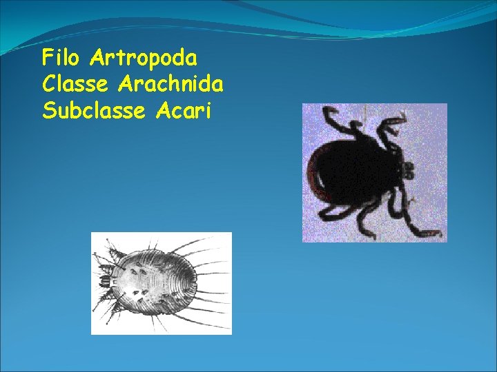 Filo Artropoda Classe Arachnida Subclasse Acari 