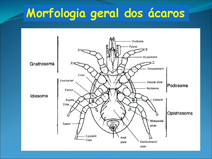 Morfologia geral dos ácaros larvas com 3 pares, ninfas/adultos com 4 pares de patas