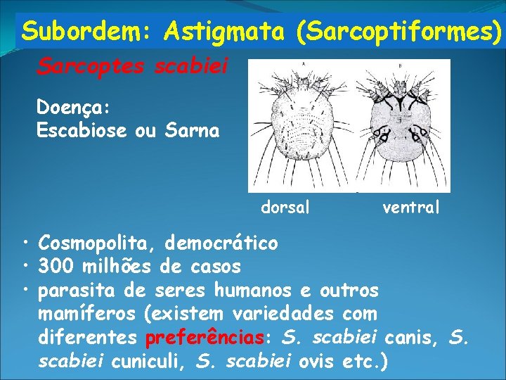 Subordem: Astigmata (Sarcoptiformes) Sarcoptes scabiei Doença: Escabiose ou Sarna dorsal ventral • Cosmopolita, democrático