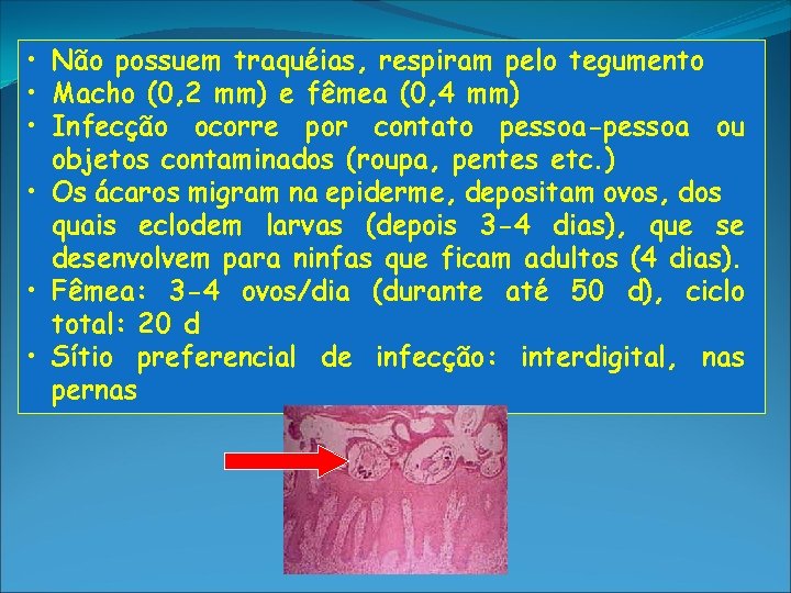  • Não possuem traquéias, respiram pelo tegumento • Macho (0, 2 mm) e