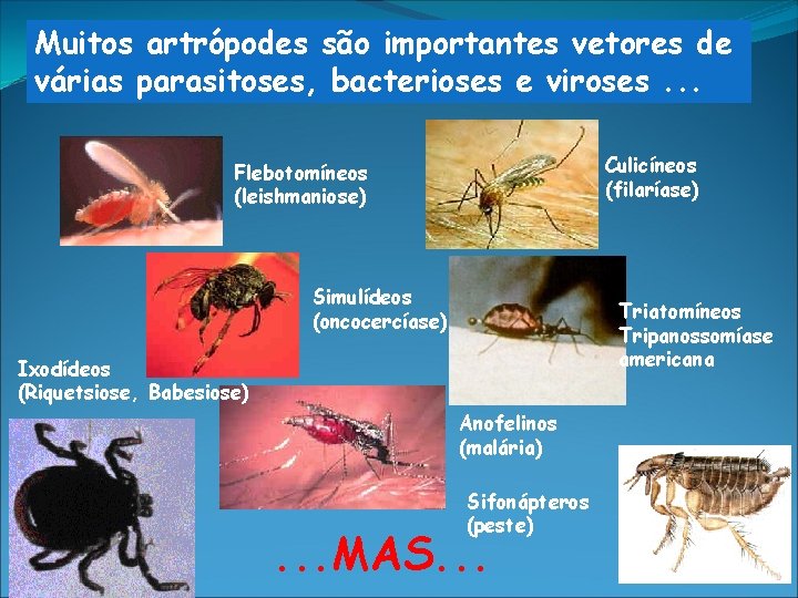 Muitos artrópodes são importantes vetores de várias parasitoses, bacterioses e viroses. . . Culicíneos