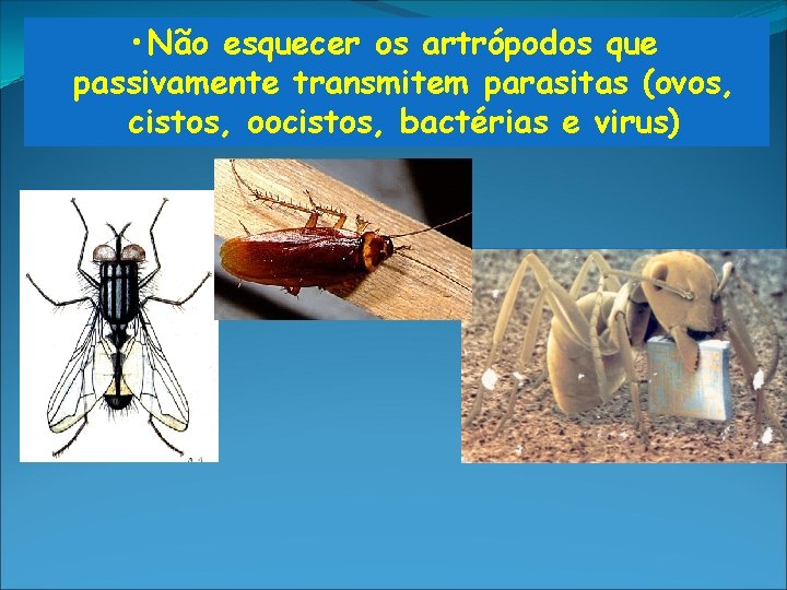 • Não esquecer os artrópodos que passivamente transmitem parasitas (ovos, cistos, oocistos, bactérias