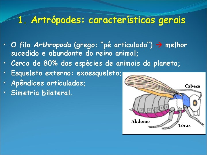 1. Artrópodes: características gerais • O filo Arthropoda (grego: “pé articulado”) melhor sucedido e