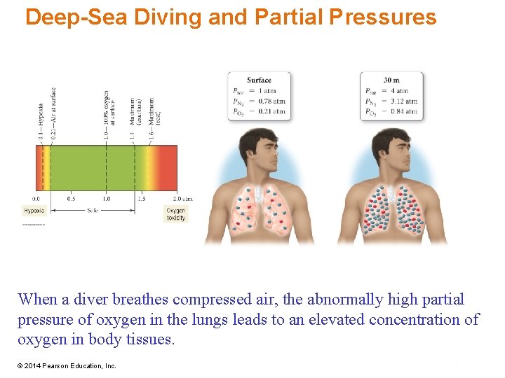 Deep-Sea Diving and Partial Pressures When a diver breathes compressed air, the abnormally high